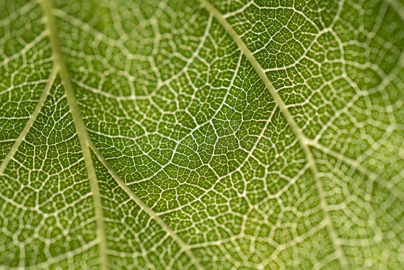 Leaves skeleton background. close up green leaf texture stock images Leaves skeleton background. close up green leaf texture stock images