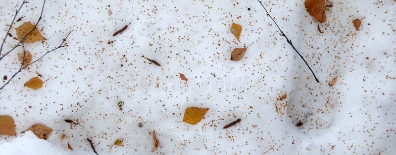 Leaves on a snow