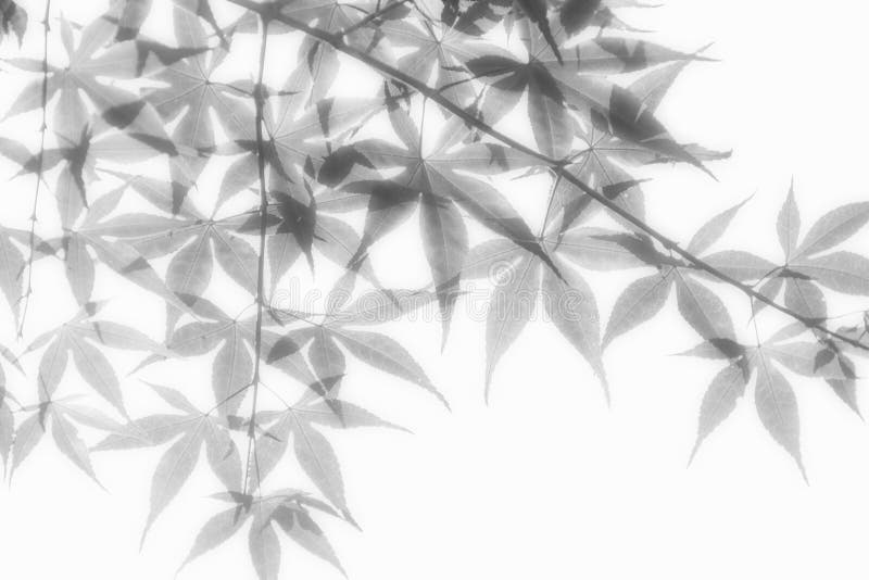 Leaves in Soft Light stock photo