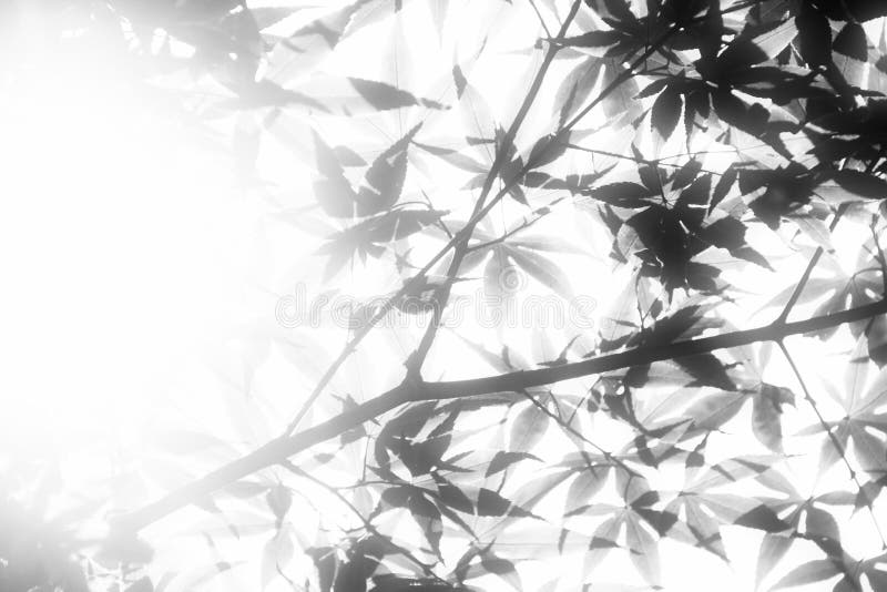 Leaves in Soft Light stock photos