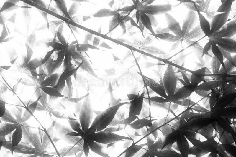 Leaves in Soft Light royalty free stock image