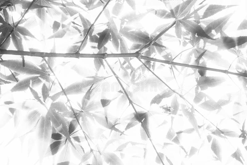 Leaves in Soft Light royalty free stock photo