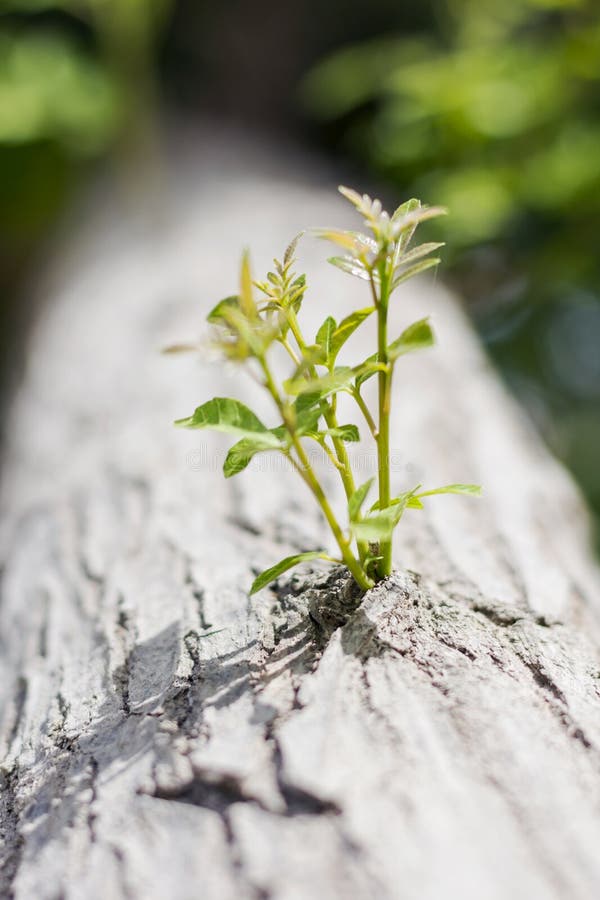 New Leaves Sprout in Spring Stock Photo Image of early, branch 14784582