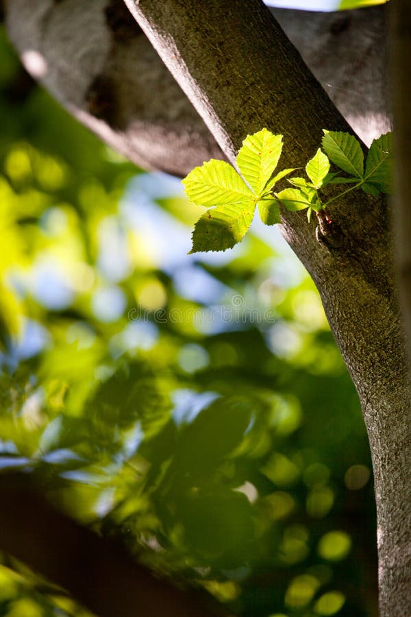 Leaves sprout from tree stock photo. Image of leaf, leafage 15041180