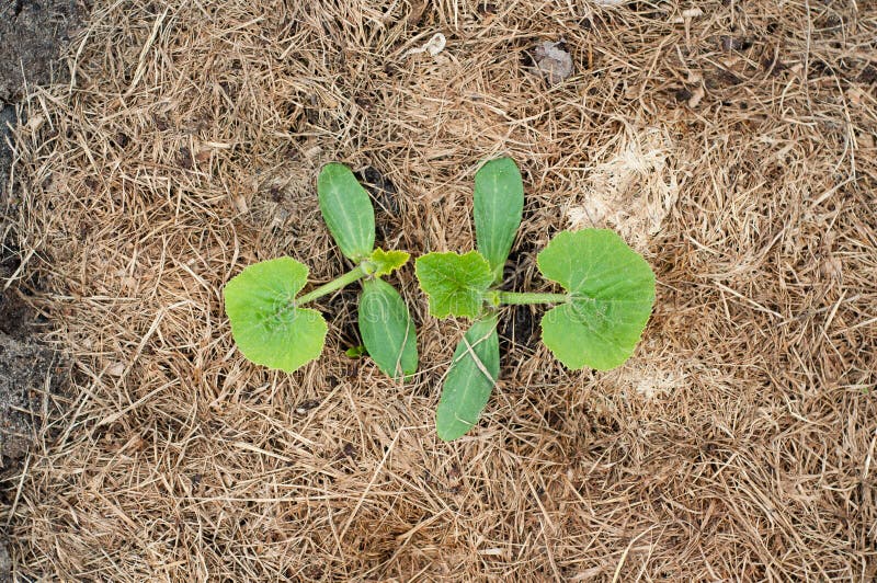 The Leaves of a Sprouted Melon Can Be Seen from the Ground in the