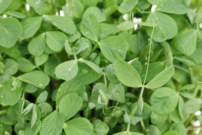 Cloae up of leaves of sprouted pea