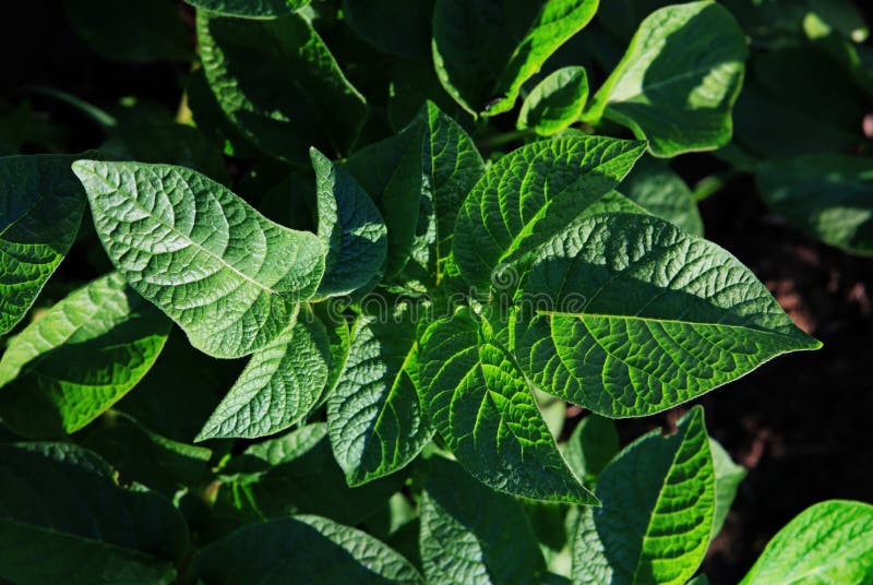 Leaves of the Sprouted Potatoes Stock Image Image of blossom, food