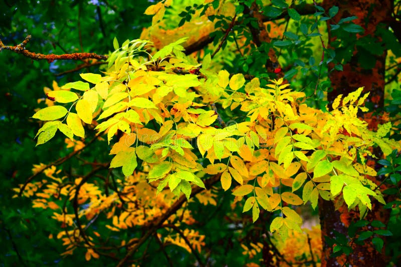 Leaves Starting To Change from Green To Yellow Stock Photo Image of