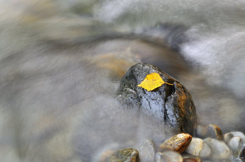 Leaves in a stream