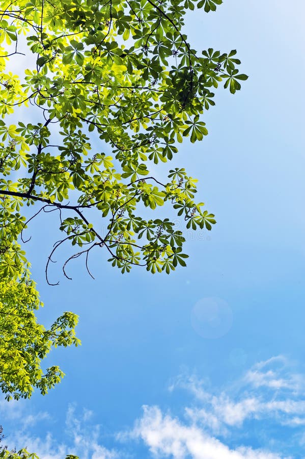 Green leaves on blue sky background. Green leaves on blue sky background.