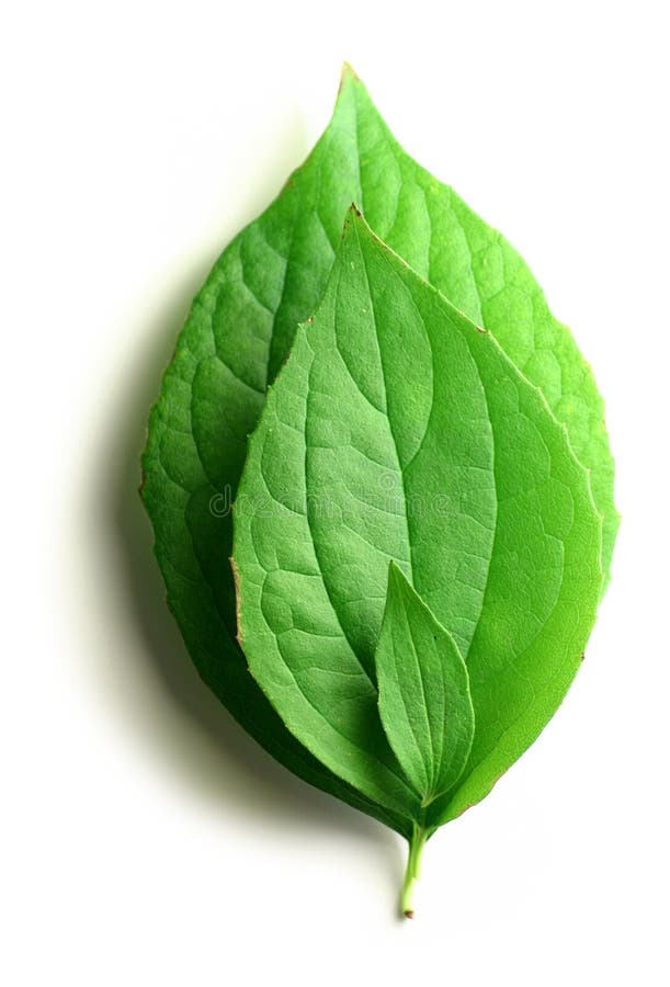 leaves tre royaltyfri bild leaves tre royaltyfri bild