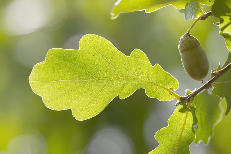 Leaves tree oak