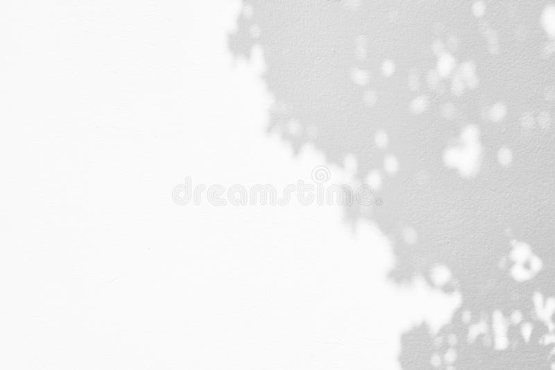Leaves of Tree Shadow on White Concrete Wall Background stock photo