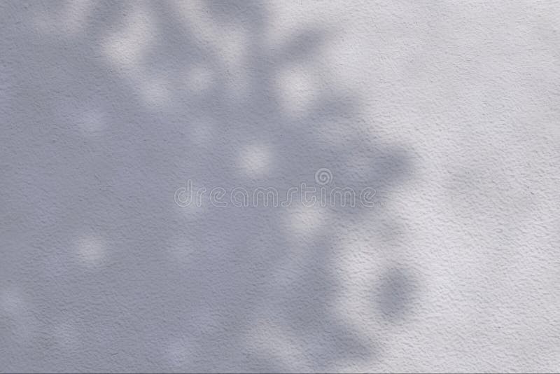 Leaves and Tree Shadow on White Concrete Wall Background with Space for Text stock image