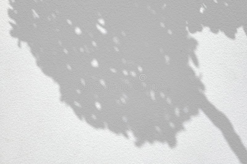Leaves and Tree Shadow on White Concrete Wall Background with Space for Text stock photography