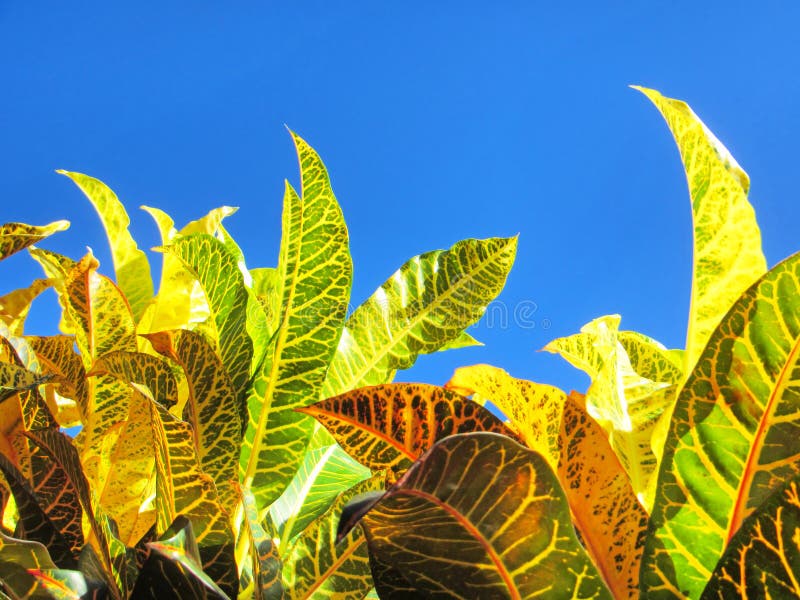 Leaves of tropical plants against sky
