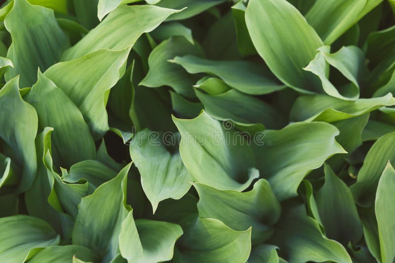 Green Tulip Leaves Closeup Stock Photo Image Of Large 108735892