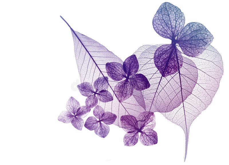 Leaves with veins and cells stock image