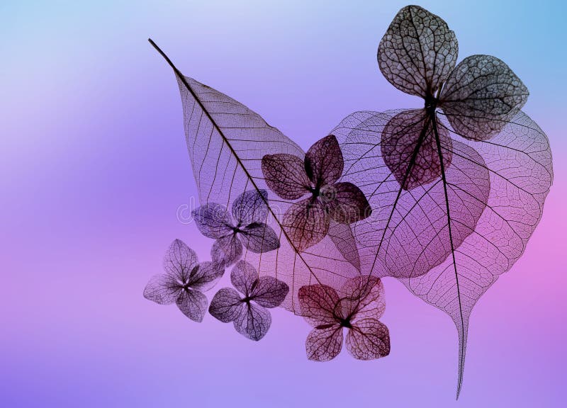 Leaves with veins and cells stock photography