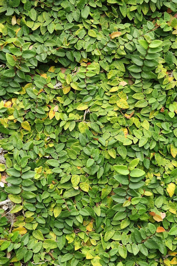 Leaves Wall Texture