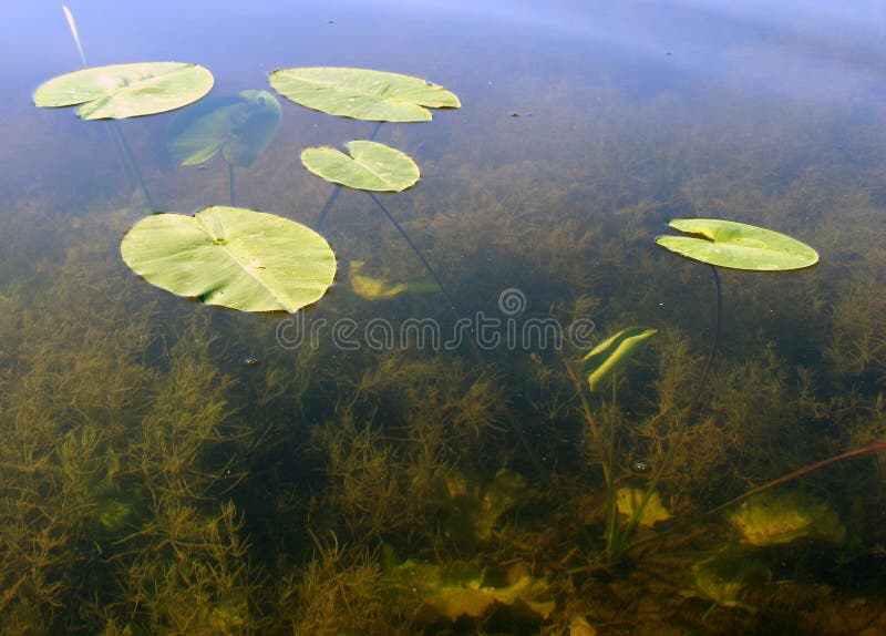 Leaves on the water royalty free stock image Leaves on the water royalty free stock image