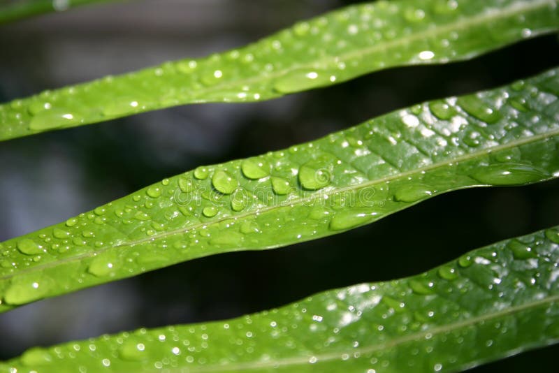 Leaves and water