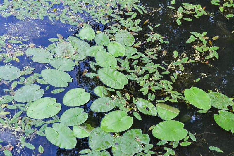 Leaves of water lilies on water close-up. royalty free stock images Leaves of water lilies on water close-up. royalty free stock images