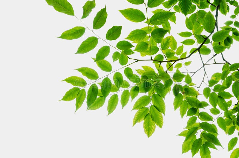 Leaves on white background stock image. Image of botany 31145959