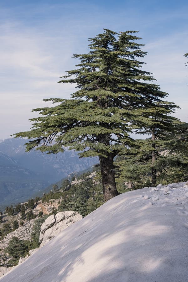 Lebanon Cedar Tree Stock Image Image Of Covered Slope 255253633