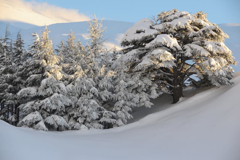 Lebanon cedars