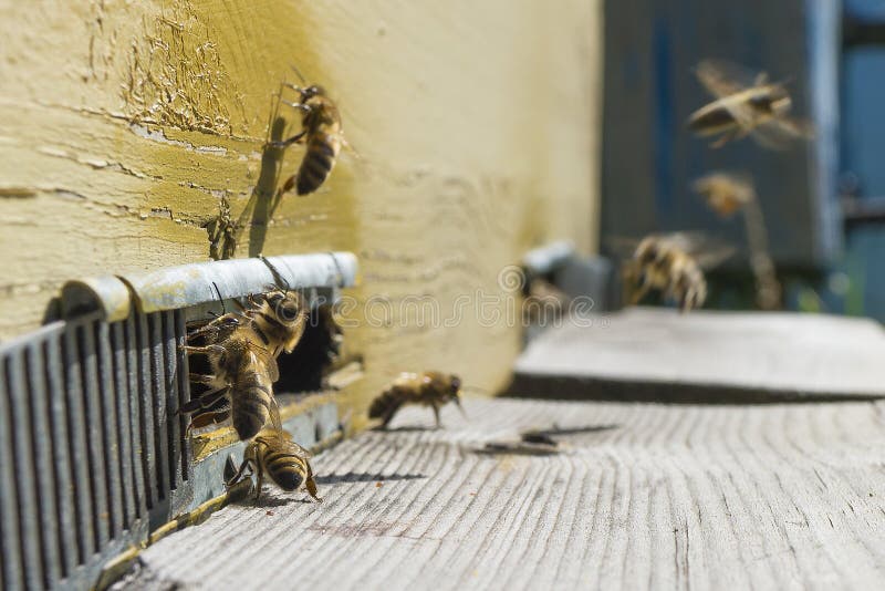 Leben von Bienen Arbeitskraftbienen Die Bienen holen Honig lizenzfreie stockbilder Leben von Bienen Arbeitskraftbienen Die Bienen holen Honig lizenzfreie stockbilder