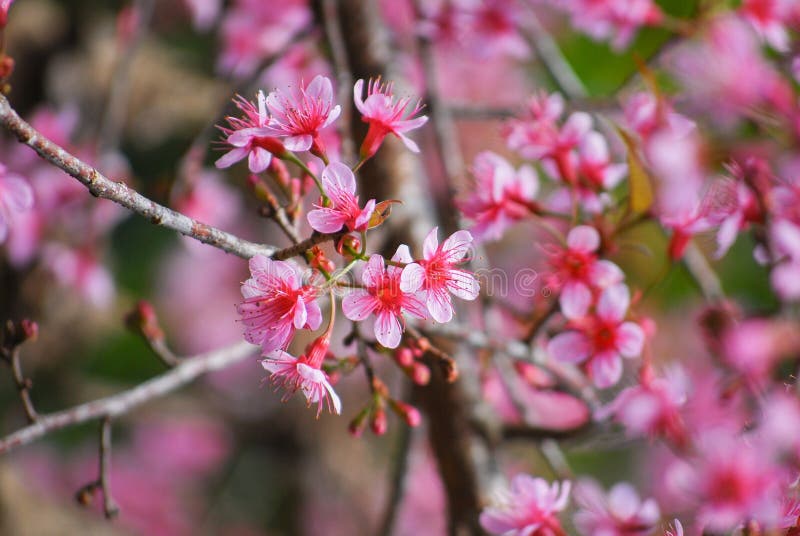 Lebende rosa Kirschblüten blühen im Frühjahr auf Baumzweigen stockfoto
