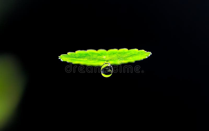 Lebendes grünes Leaf mit einem Single Water Droplet Taube dunkle Lebenspflanze Makro frisch lebendig stock abbildung
