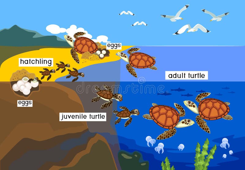 S662316 Safari Wissenschaft Lebenszyklus einer Meeresschildkröte Set 