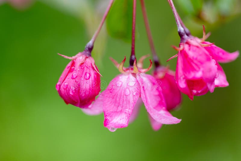 Lebhafte rosafarbene Blumen mit zarten Tautropfen, die in einer Nähe gefangen wurden lizenzfreies stockbild