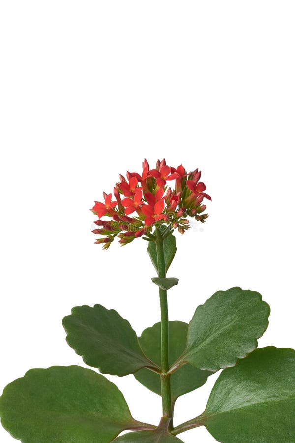 Lebhafte rote Kalanchoenblumen isoliert lizenzfreies stockfoto