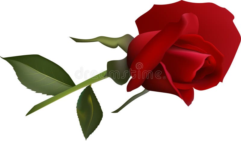 Lebhafte rote Rose in voller Blüte, begleitet von zwei grünen Blättern. Die zarten Blätter und die kräftigen Farben symbolisieren stock abbildung