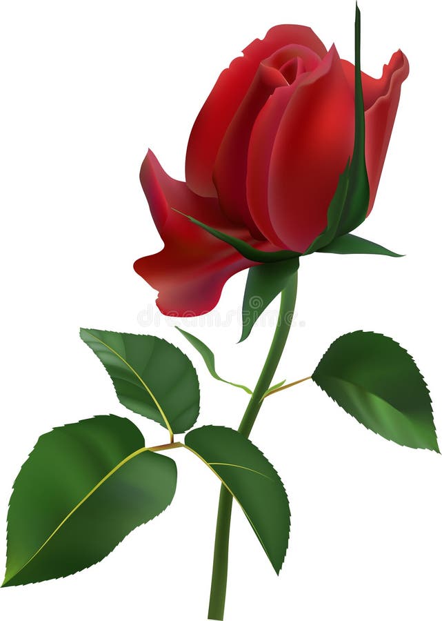 Lebhafte rote Rose in voller Blüte mit zarten Blättern und üppigen grünen Blättern. Detaillierte Abbildung stock abbildung