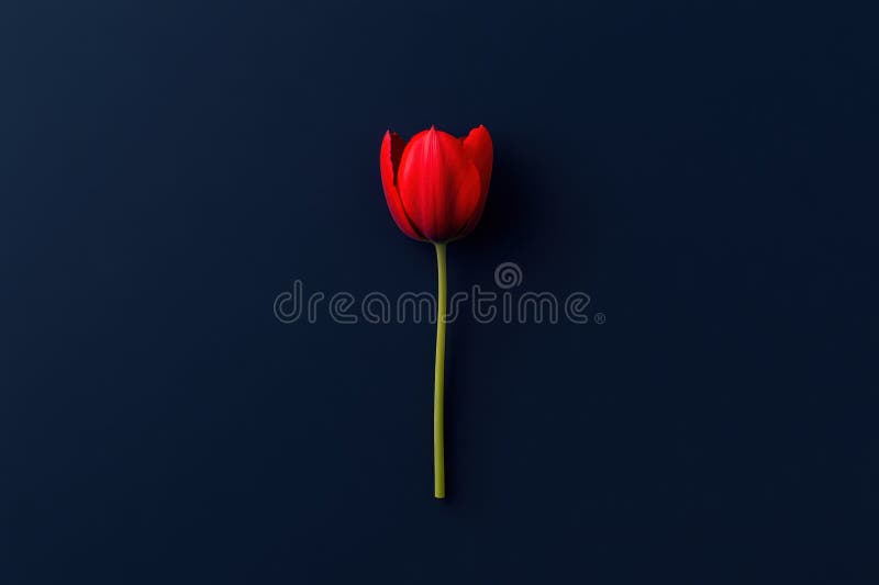 Lebhaftes Red Tulip Blossom gegen Moody Dark Blue Background vektor abbildung