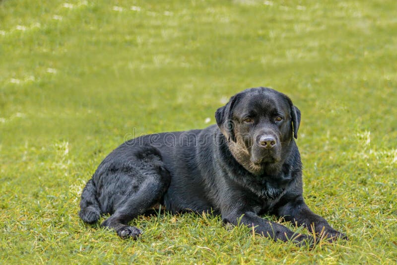 Lebra Black Dog Setting on Green Grass Lawn Stock Photo Image of