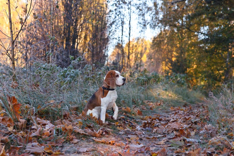 Lebreiro no amanhecer na floresta do outono foto de stock Lebreiro no amanhecer na floresta do outono foto de stock
