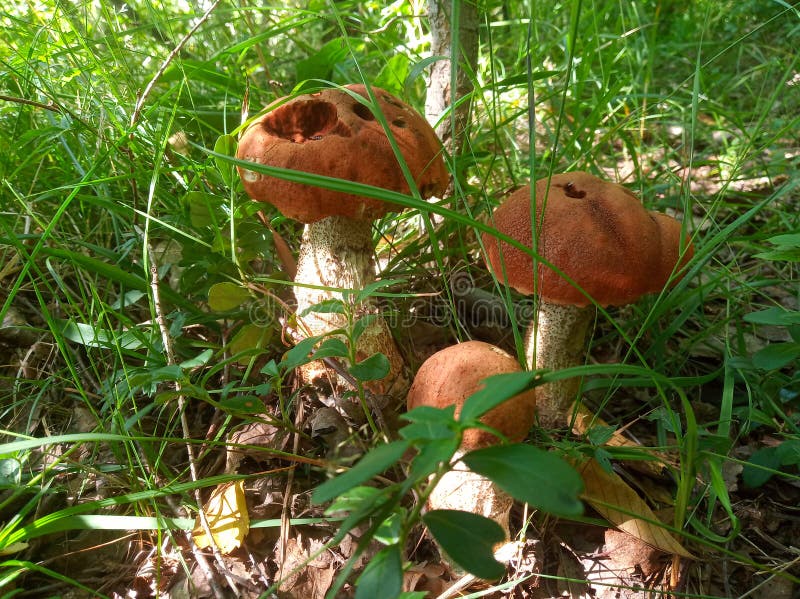 Leccinum aurantiacum mushroom