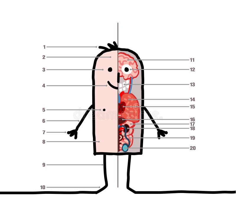 Lección de la anatomía ilustración del vector Lección de la anatomía ilustración del vector
