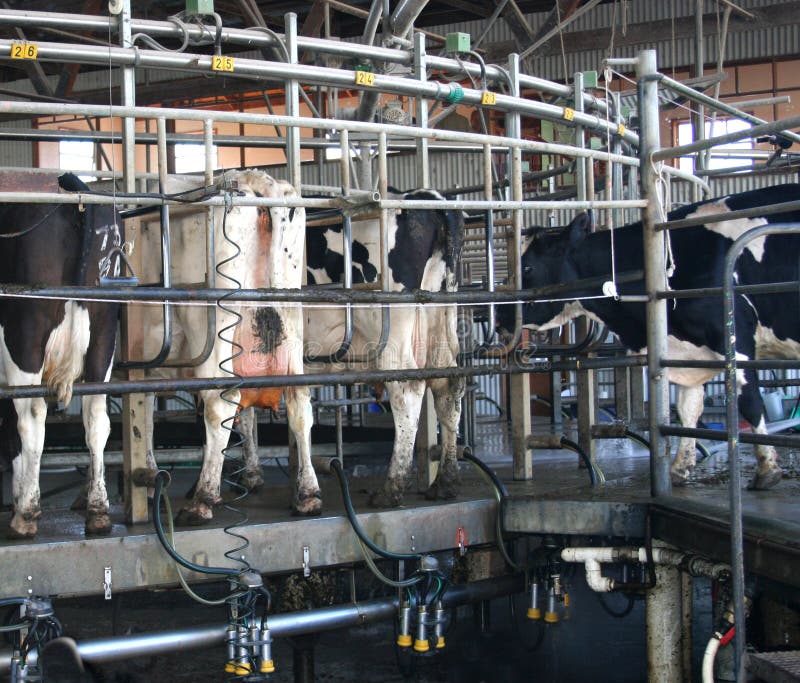 Holstein Cows after milking in a rotary dairy. Holstein Cows after milking in a rotary dairy