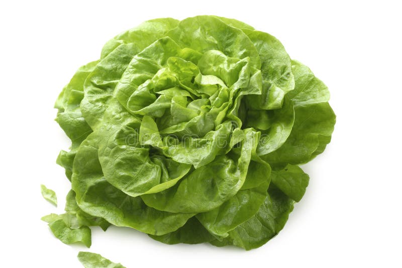 Lechuga de Butterhead imagen de archivo Lechuga de Butterhead imagen de archivo