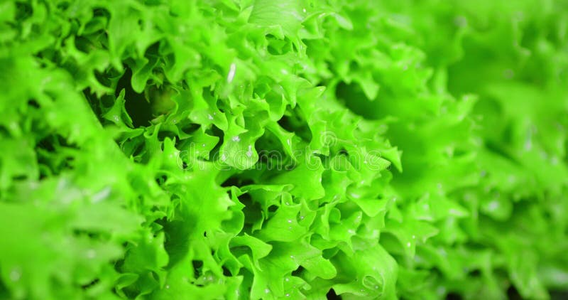 Lechuga verde brillante fresca gira lentamente. almacen de video