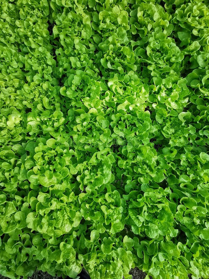 Lechuga verde, roble rojo, roble verde, iceberg del frillice, granja del ‹del hydroponic†del cultivo verdura verde en mercado d fotos de archivo libres de regalías Lechuga verde, roble rojo, roble verde, iceberg del frillice, granja del ‹del hydroponic†del cultivo verdura verde en mercado d fotos de archivo libres de regalías