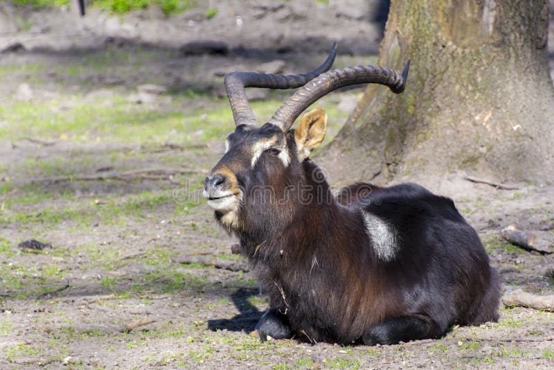 Lechwe du Nil (megaceros de Kobus) photos stock Lechwe du Nil (megaceros de Kobus) photos stock