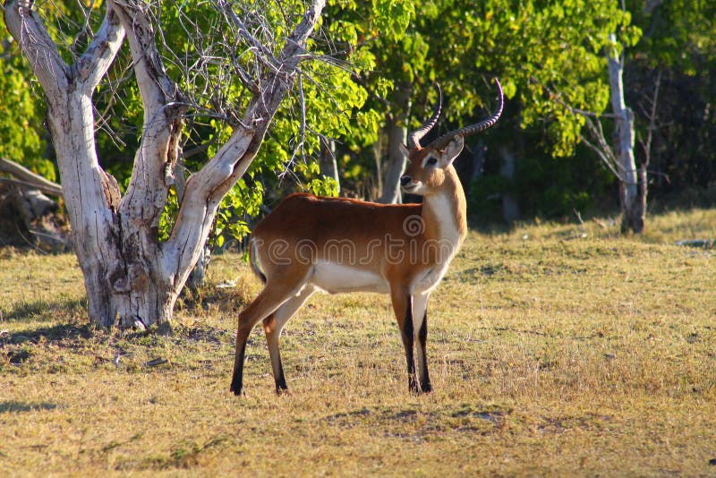Lechwe stock photography
