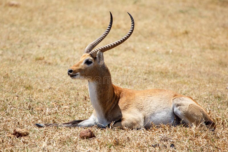 Lechwe - Okavango Delta - Moremi N. P. royalty free stock photo